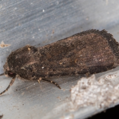 Proteuxoa undescribed species 1 at Melba, ACT - 2 Mar 2021 by Bron