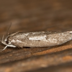 Oecophoridae (family) (Unidentified Oecophorid concealer moth) at Melba, ACT - 2 Mar 2021 by Bron