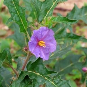 Solanum cinereum at Tennent, ACT - 7 Apr 2021 11:59 AM