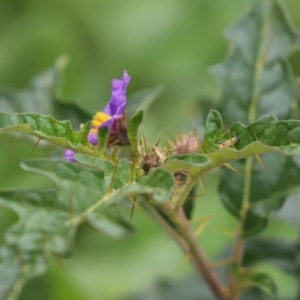 Solanum cinereum at Tennent, ACT - 7 Apr 2021