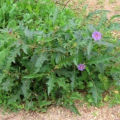 Solanum cinereum at Tennent, ACT - 7 Apr 2021