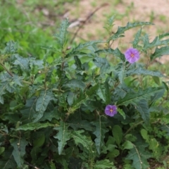 Solanum cinereum at Tennent, ACT - 7 Apr 2021