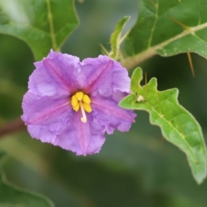 Solanum cinereum at Tennent, ACT - 7 Apr 2021