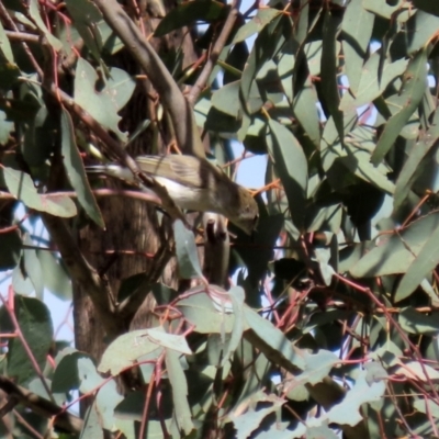 Gerygone fusca (Western Gerygone) at Tennent, ACT - 7 Apr 2021 by RodDeb