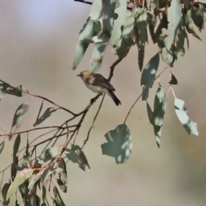 Gerygone fusca at Tennent, ACT - 7 Apr 2021 12:34 PM