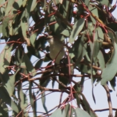 Gerygone fusca at Tennent, ACT - 7 Apr 2021 12:34 PM