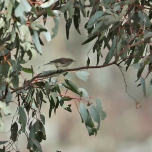 Gerygone fusca at Tennent, ACT - 7 Apr 2021 12:34 PM