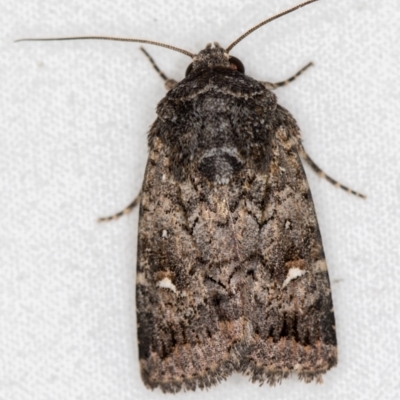 Proteuxoa unidentified species (MoV sp.24) (A Noctuid moth) at Melba, ACT - 3 Mar 2021 by Bron