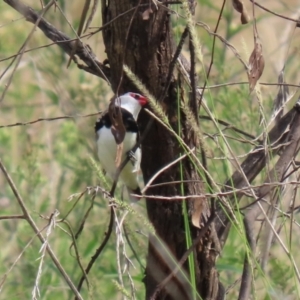 Stagonopleura guttata at Tennent, ACT - 7 Apr 2021