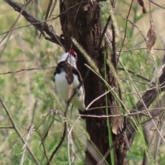 Stagonopleura guttata at Tennent, ACT - 7 Apr 2021