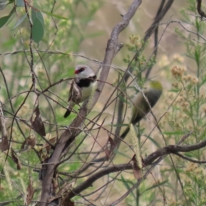 Stagonopleura guttata at Tennent, ACT - 7 Apr 2021