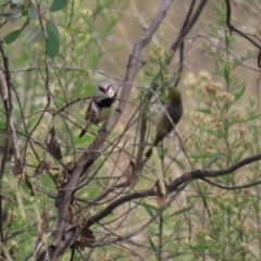 Stagonopleura guttata at Tennent, ACT - 7 Apr 2021