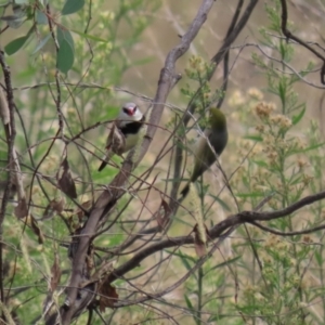 Stagonopleura guttata at Tennent, ACT - 7 Apr 2021