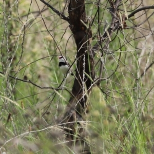 Stagonopleura guttata at Tennent, ACT - 7 Apr 2021