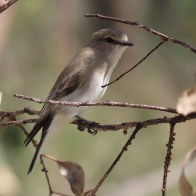 Microeca fascinans (Jacky Winter) at Paddys River, ACT - 7 Apr 2021 by RodDeb
