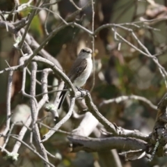 Microeca fascinans at Paddys River, ACT - 7 Apr 2021