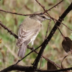 Microeca fascinans at Paddys River, ACT - 7 Apr 2021