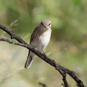 Microeca fascinans at Paddys River, ACT - 7 Apr 2021