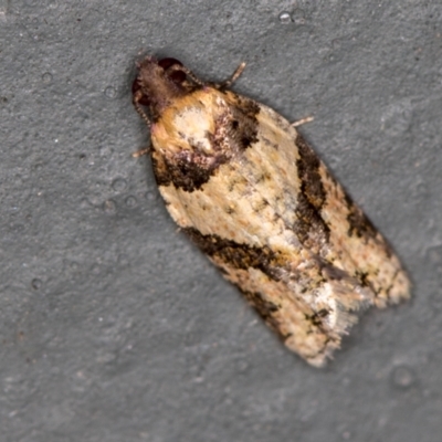 Clarana clarana (A Tortricid moth) at Melba, ACT - 3 Mar 2021 by Bron