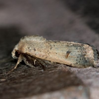 Proteuxoa tibiata (Horseshoe Noctuid) at Melba, ACT - 3 Mar 2021 by Bron