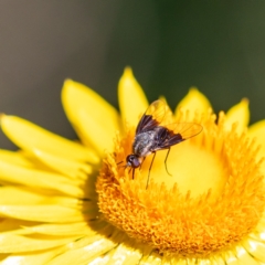 Geron nigralis (Slender bee fly) at ANBG - 4 Apr 2021 by KarinNeufeld