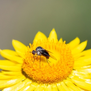 Geron nigralis at Acton, ACT - 4 Apr 2021