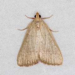 Ocrasa albidalis (A Pyralid moth) at Melba, ACT - 3 Mar 2021 by Bron