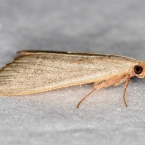 Ocrasa albidalis at Melba, ACT - 4 Mar 2021