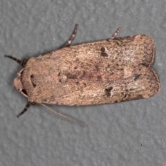 Proteuxoa tibiata (Horseshoe Noctuid) at Melba, ACT - 4 Mar 2021 by Bron