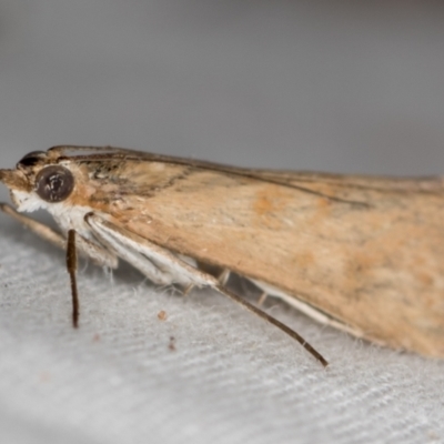 Achyra affinitalis (Cotton Web Spinner) at Melba, ACT - 3 Mar 2021 by Bron