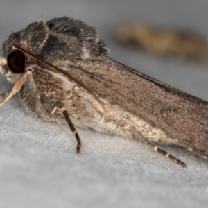 Proteuxoa provisional species 1 at Melba, ACT - 4 Mar 2021 10:46 AM