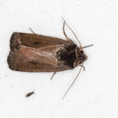 Proteuxoa provisional species 1 at Melba, ACT - 4 Mar 2021 10:46 AM