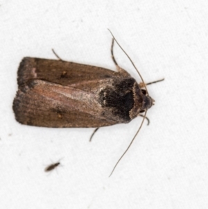 Proteuxoa provisional species 1 at Melba, ACT - 4 Mar 2021 10:46 AM