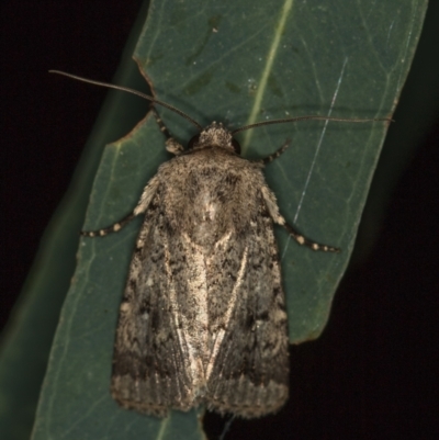 Proteuxoa capularis (Half-moon Noctuid) at Melba, ACT - 4 Mar 2021 by Bron