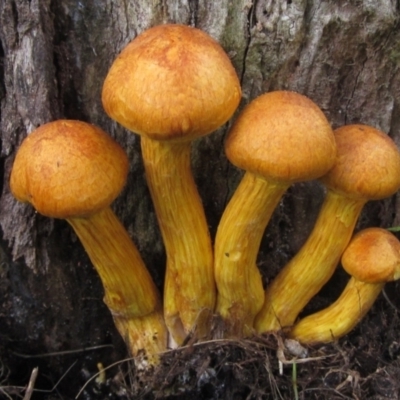 Gymnopilus junonius (Spectacular Rustgill) at Hall, ACT - 30 Mar 2021 by pinnaCLE