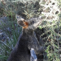 Wallabia bicolor (Swamp Wallaby) at Kambah, ACT - 2 Apr 2021 by MatthewFrawley