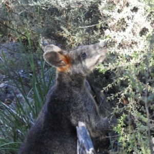 Wallabia bicolor at Kambah, ACT - 3 Apr 2021 09:45 AM