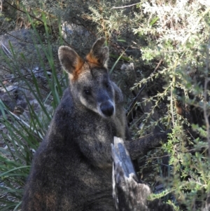 Wallabia bicolor at Kambah, ACT - 3 Apr 2021 09:45 AM