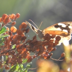 Heteronympha merope (Common Brown Butterfly) at Kambah, ACT - 2 Apr 2021 by MatthewFrawley