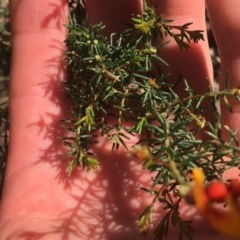 Dillwynia phylicoides (A Parrot-pea) at Acton, ACT - 8 Apr 2021 by NedJohnston