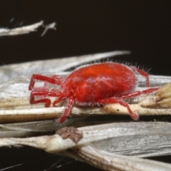 Trombidiidae (family) (Red velvet mite) at ANBG - 6 Apr 2021 by TimL