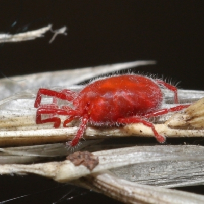 Trombidiidae (family) (Red velvet mite) at Downer, ACT - 6 Apr 2021 by TimL