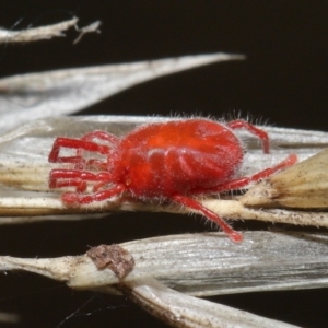 Trombidiidae (family) at Downer, ACT - 6 Apr 2021