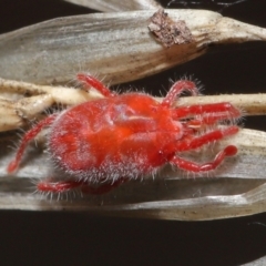 Trombidiidae (family) at Downer, ACT - 6 Apr 2021