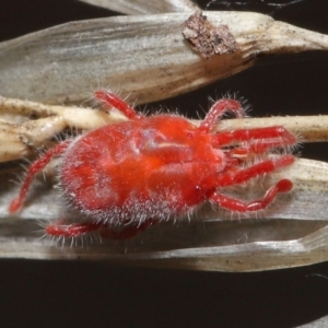 Trombidiidae (family) at Downer, ACT - 6 Apr 2021