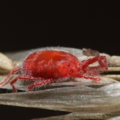 Trombidiidae (family) at Downer, ACT - 6 Apr 2021