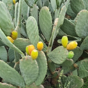 Opuntia ficus-indica at O'Malley, ACT - 7 Apr 2021 10:24 AM