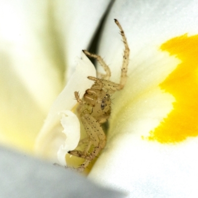 Thomisidae (family) (Unidentified Crab spider or Flower spider) at ANBG - 16 Dec 2020 by WHall