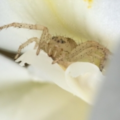 Thomisidae (family) at Acton, ACT - 16 Dec 2020