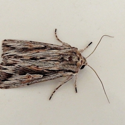 Persectania ewingii (Southern Armyworm) at Crooked Corner, NSW - 8 Apr 2021 by Milly